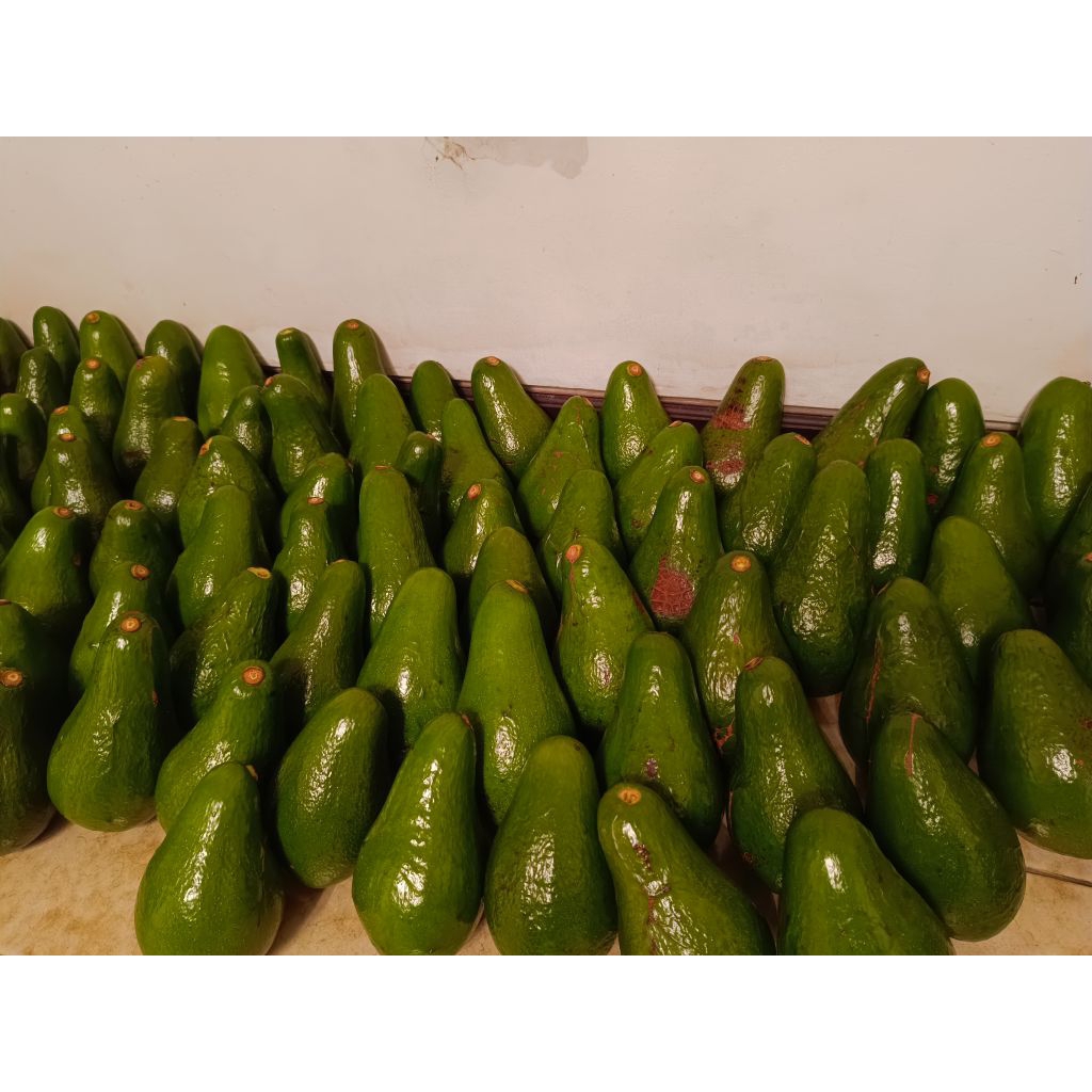Alpukat Pluwang 10kg