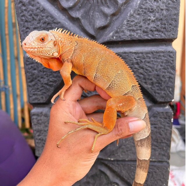 Stok Baru Koleksi Mainan Iguana Super Red Sehat Dan Jinak