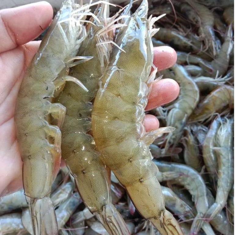 Udang Vaname 1Kg Udang Vaname Segar Seafood Segar Udang Segar