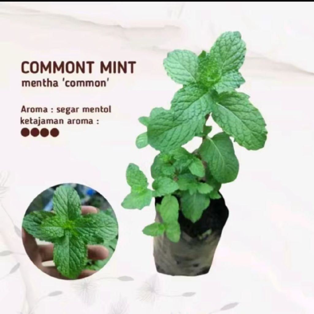 Daun Mint - Tanaman Daun Mint Commont Mint - Bibit Mint - Pohon Mint (DAUN MINT)