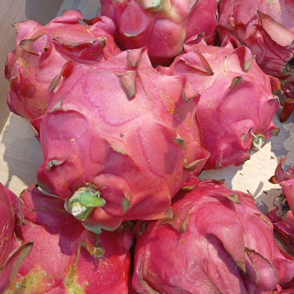 Buah Naga Merah Segar 1kg