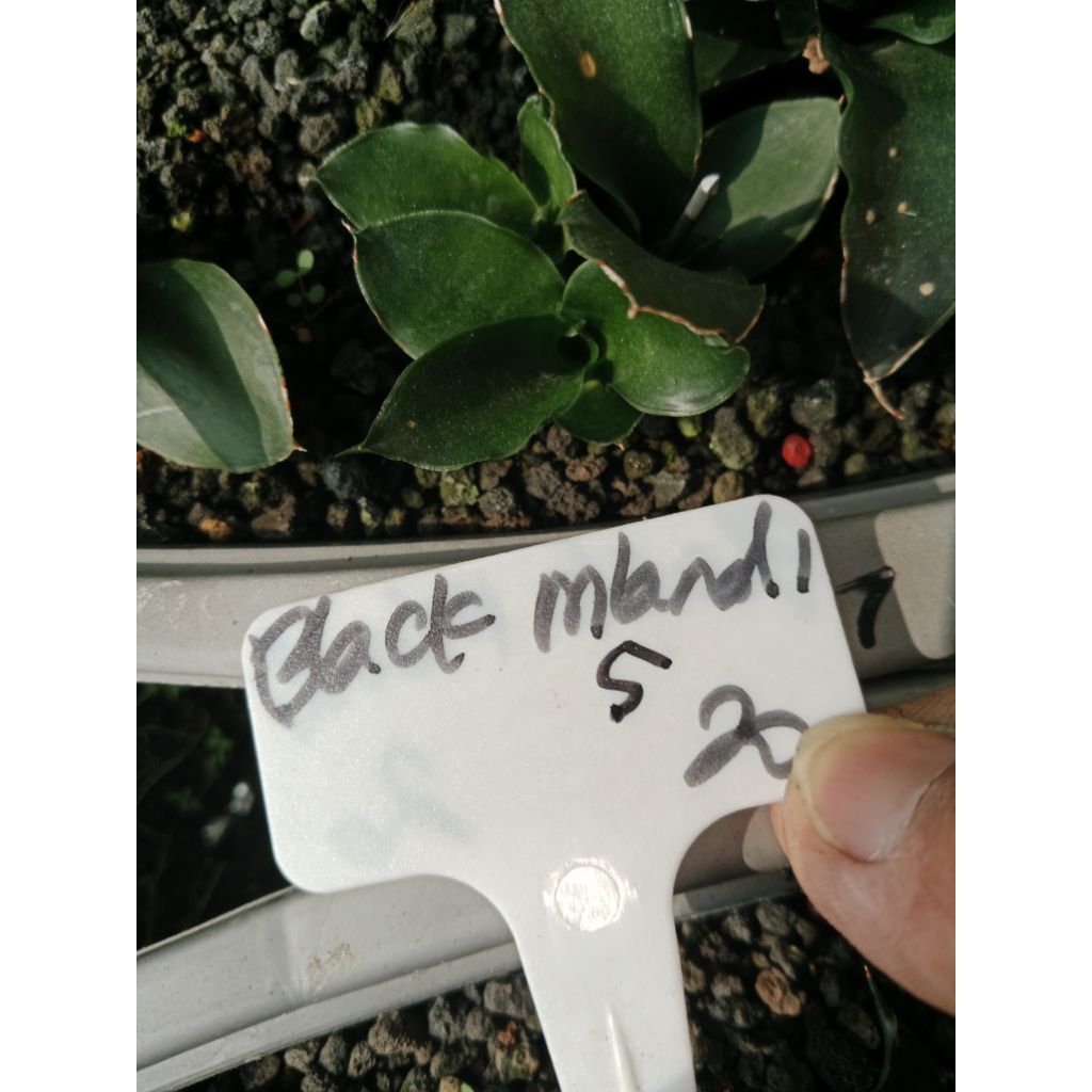 sansevieria 5rb black mlandi / tanaman lidah mertua murah