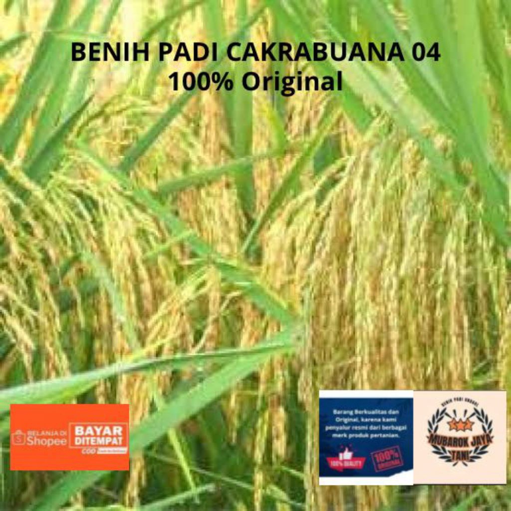 BENIH PADI CAKRABUANA ORIGINAL UNGGUL 5KG