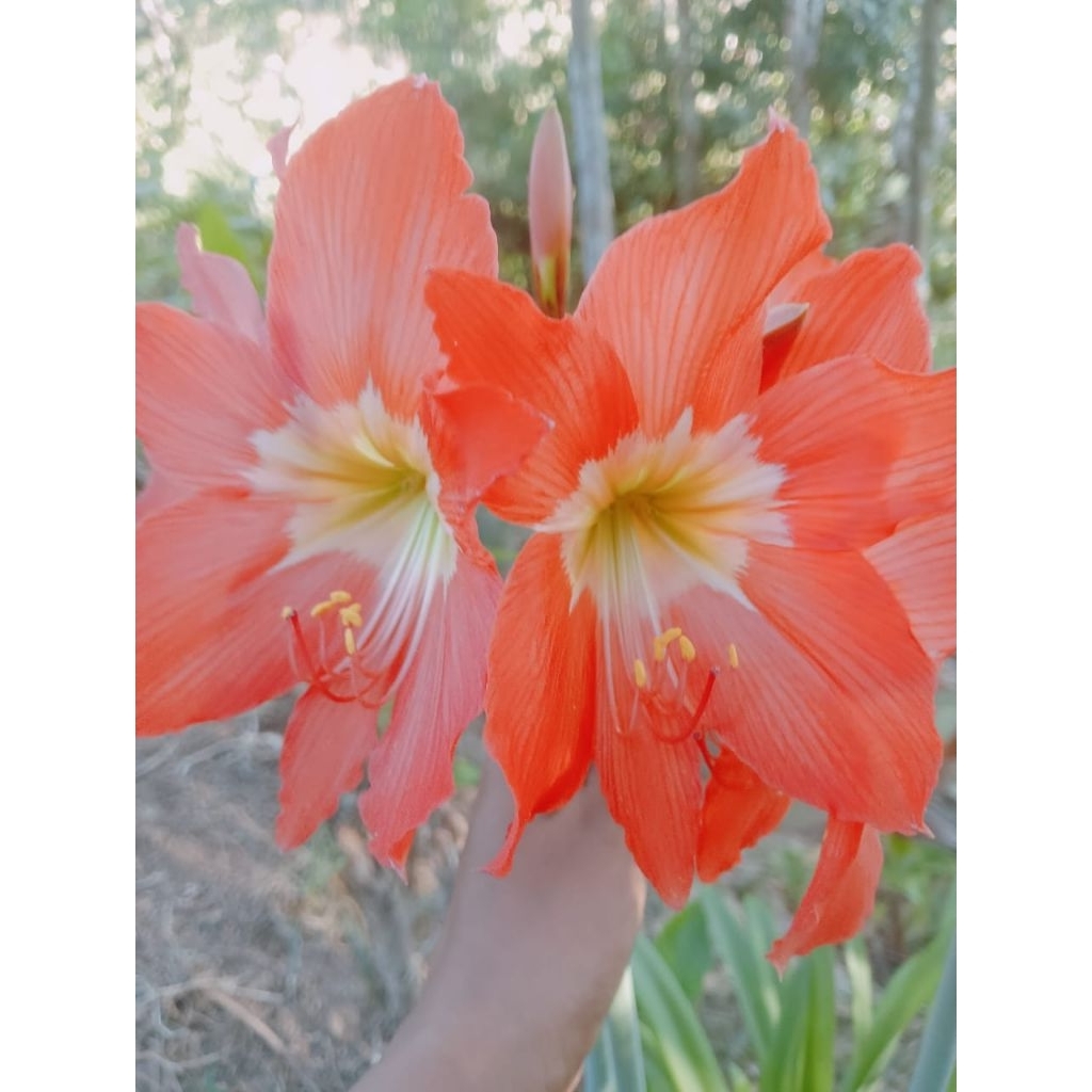 Amarilis / bunga bakung orange / umbi saja