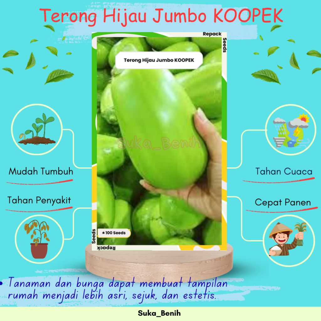 Benih/Bibit Terong Hijau Jumbo KOOPEK – Isi 40 & 100 Biji | Buah Besar, Lebat, Cepat Panen & Tahan H