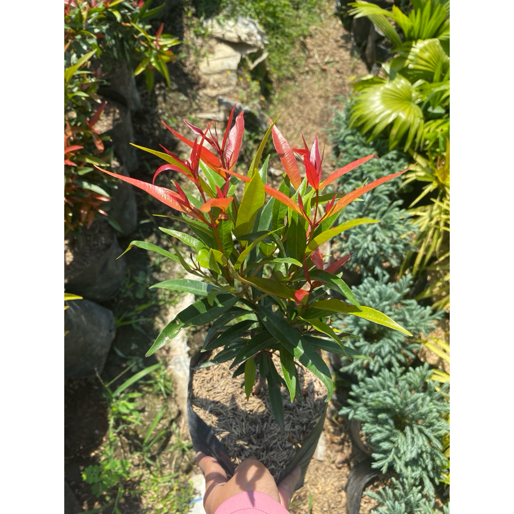 Bibit pucuk merah mini - tanaman hias pucuk merah - tanaman tahan panas