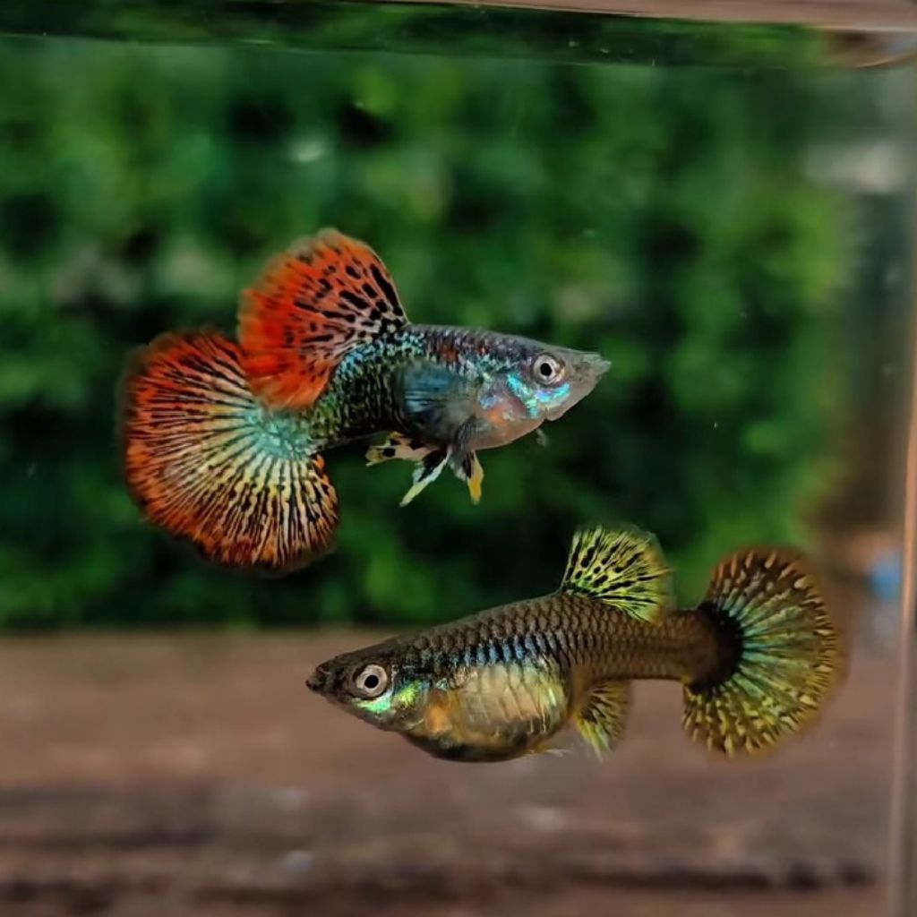Guppy Red dragon ss halfmoon Hiasan aquarium