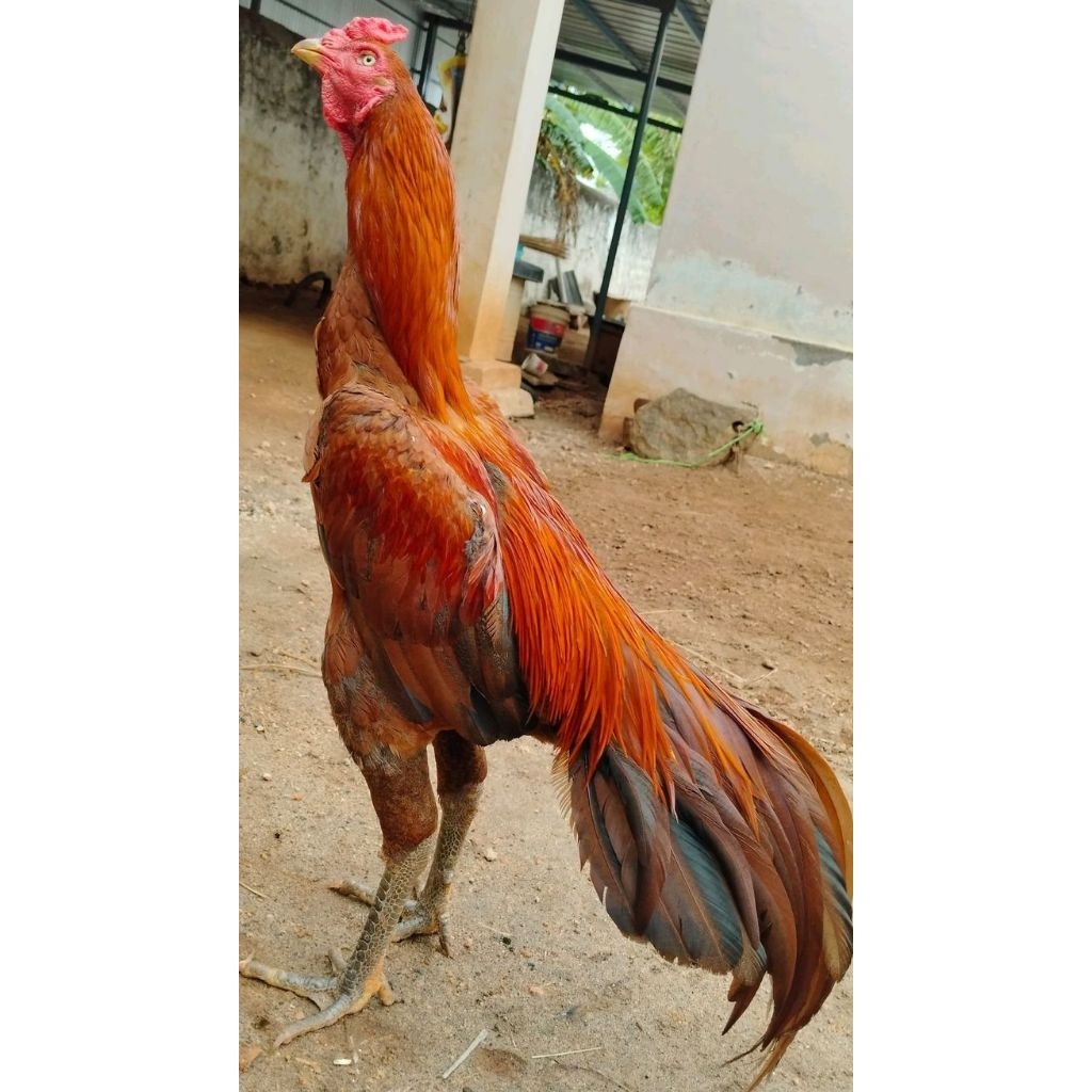 telur ayam jago bangkok F1 ori thailand siap ditetaskan