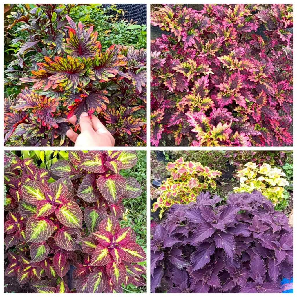 Paket Miana random 5/10/15/20 jenis Sudah Berakar Campur Sultan/Premium (SUDAH BERAKAR)