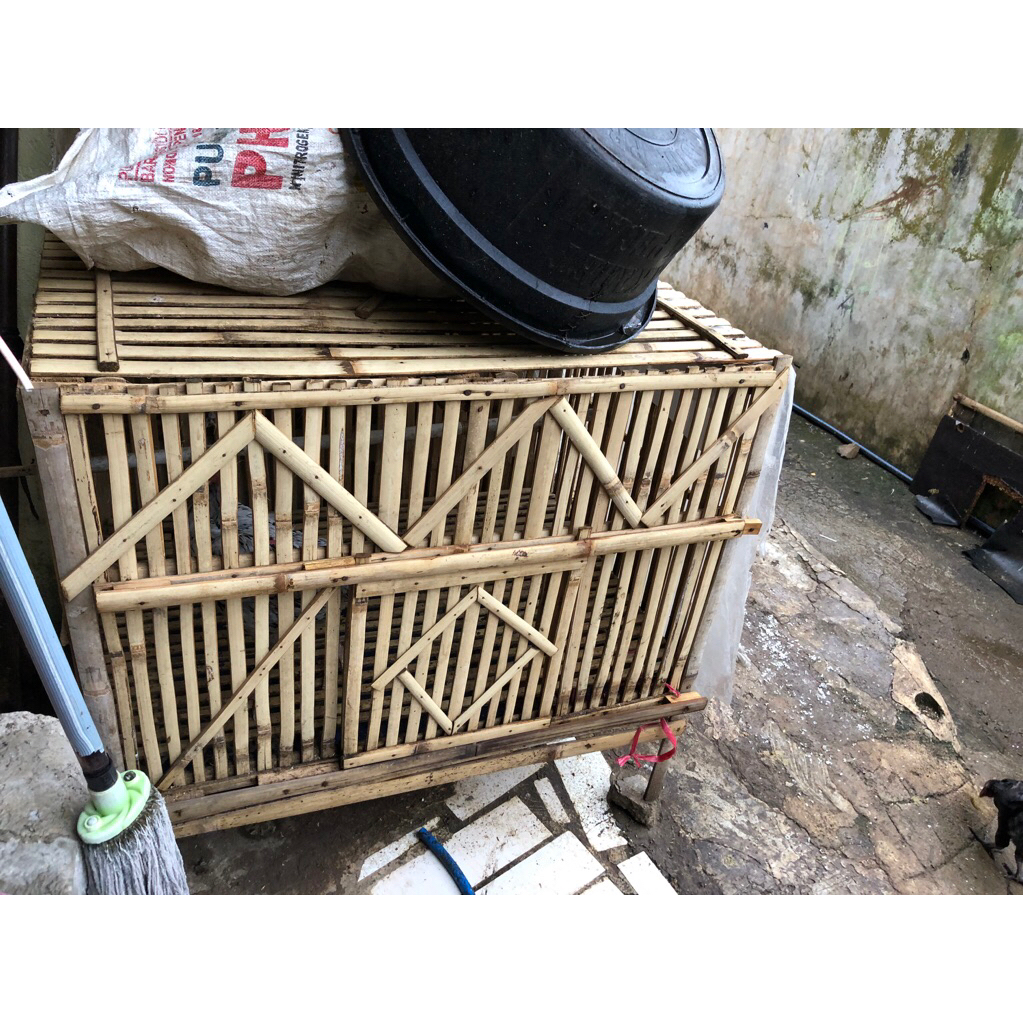 kandang ayam bangkok