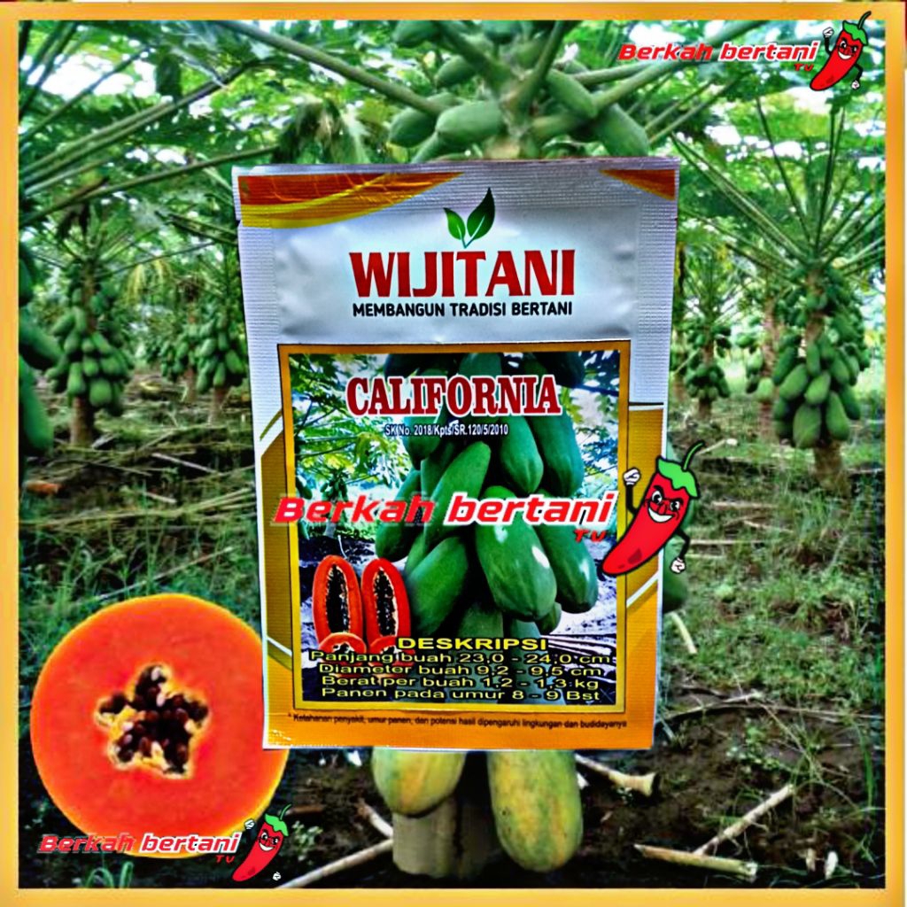 Benih Pepaya Unggul CALIFORNIA BY WIJITANI