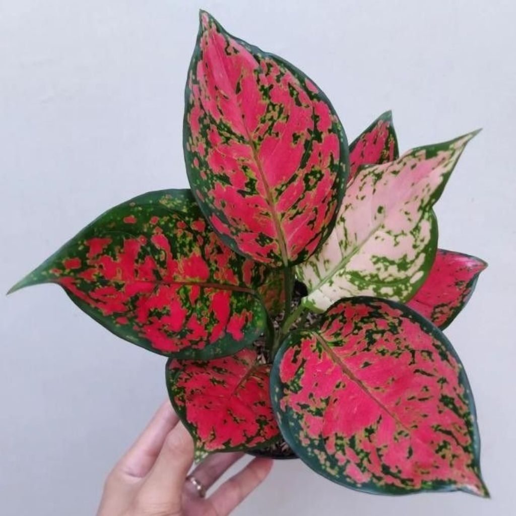 Aglonema Dud Anjamani Rimbun Aglonema Merah Dut Anjamani Tanaman Hias Berkualitas