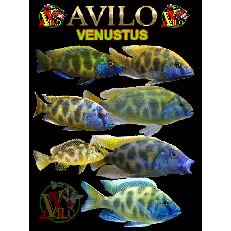 ojek ikan aquascape afrika siklid siklit venustus ciclid loreng size kecil 3 - 4 cm