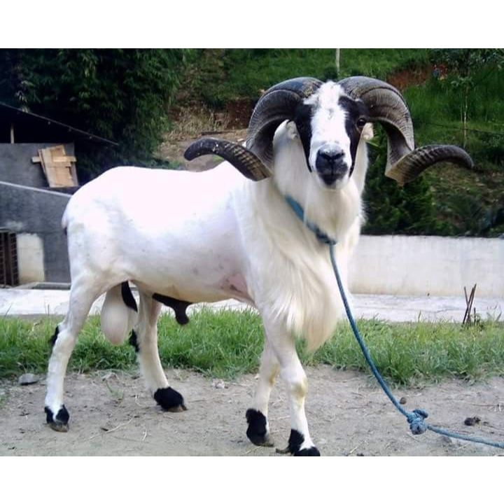 Tali Kalung Kambing / Domba