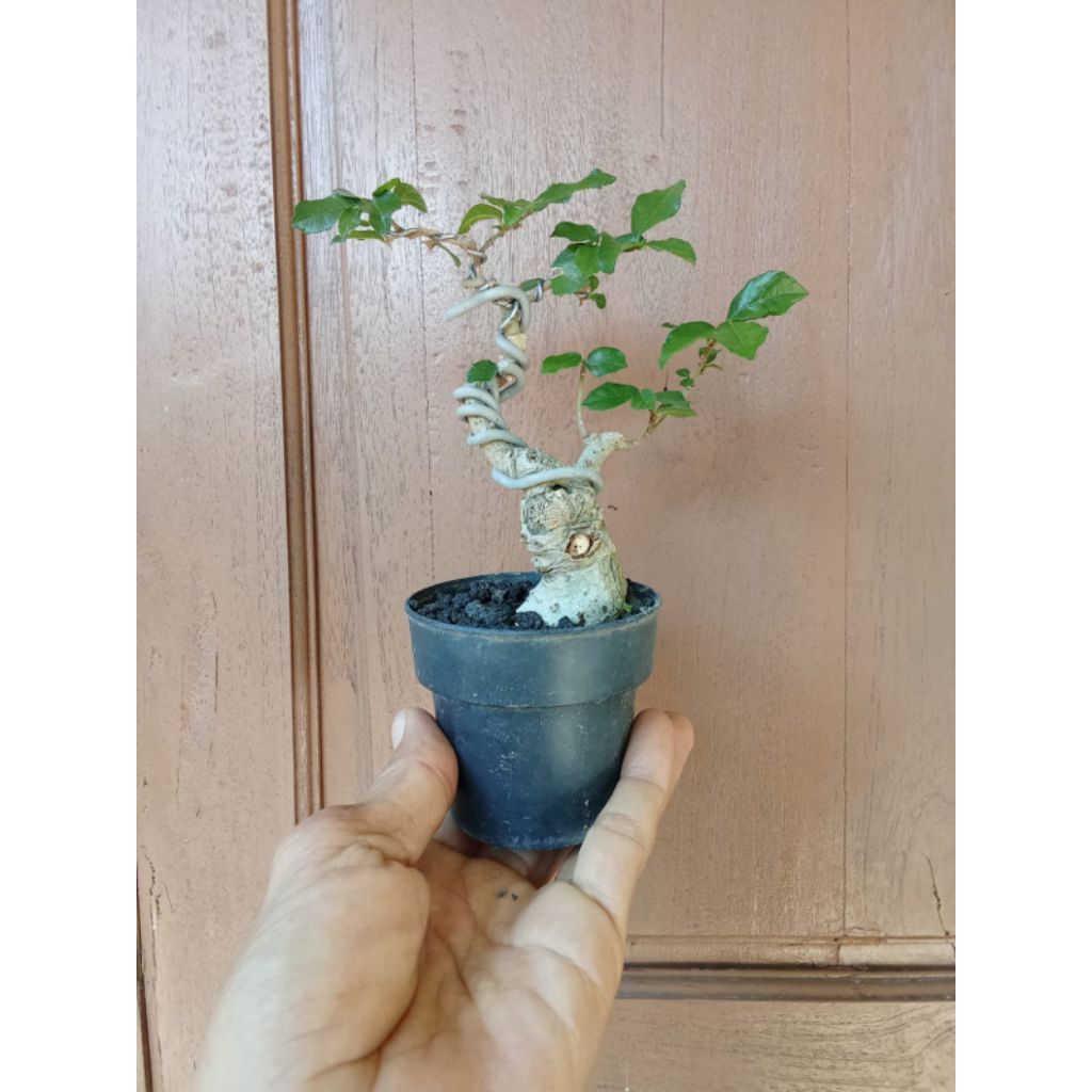 bonsai serut mame sesuai gambar