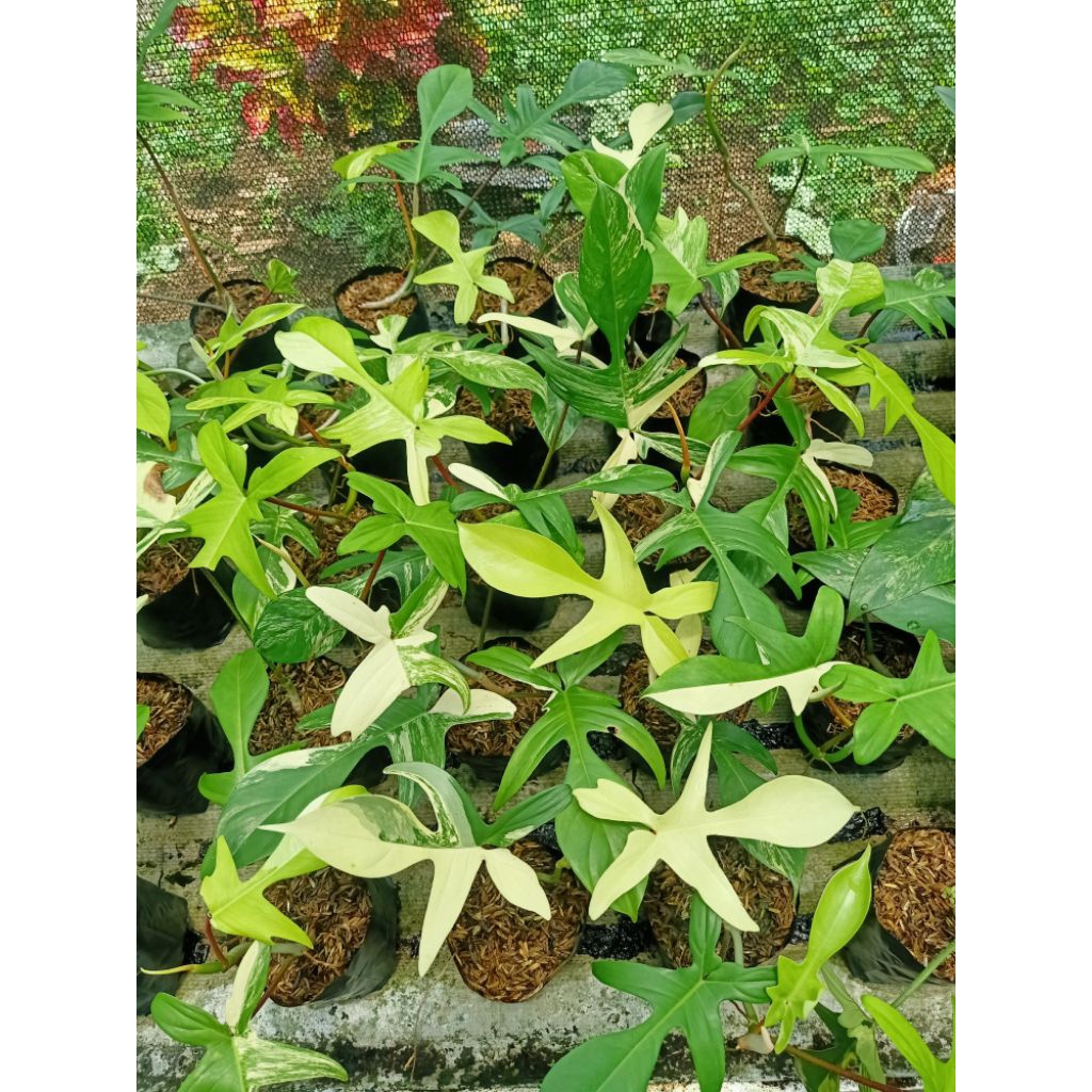 Philodendron Florida beauty variegata / flobe murah