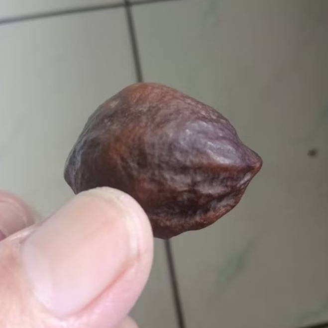 Kemiri Adu Muncang Adu Mayit Jebir Ori Matang