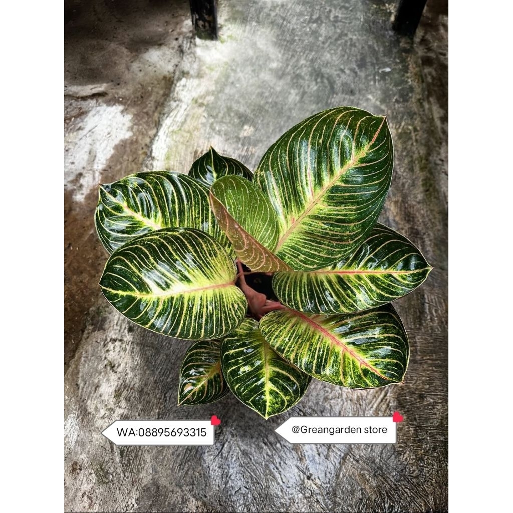 Ready Tanaman Hias Aglonema Ajisaka Serat emas