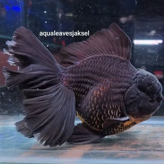 ikan koki oranda butterfly tail black jumbo