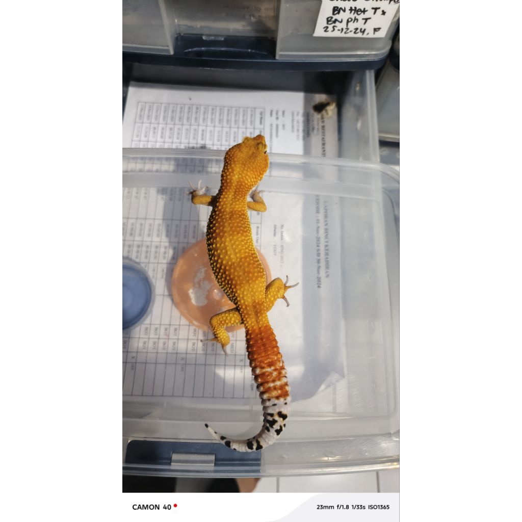 SHTCTB TOMATO Het TRAMPER / SUPER HYPO TANGERINE CARROT TAIL BALDY TOMATO HET TRAMPER