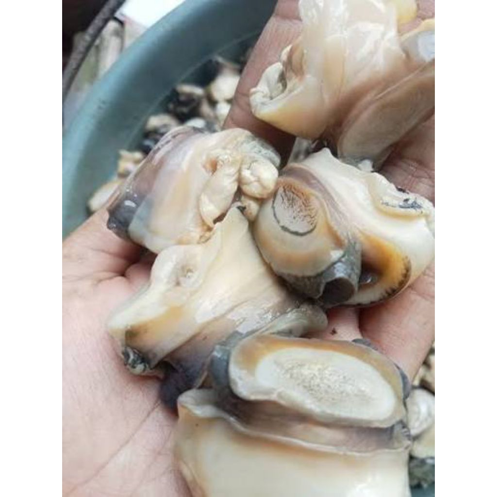 Daging keong Sawah.....1kg