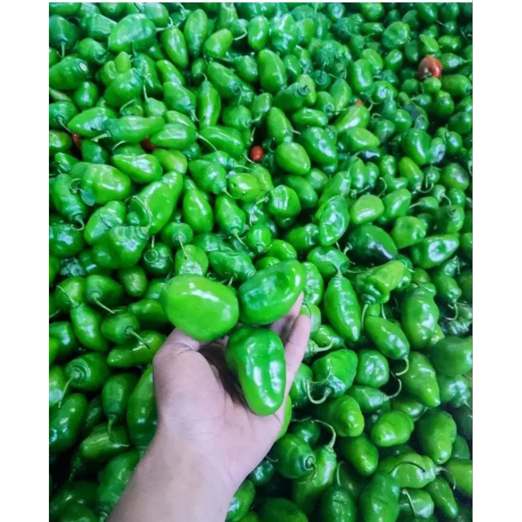 Cabe Gendot 1kg / Cabai Gendot Segar Bandung