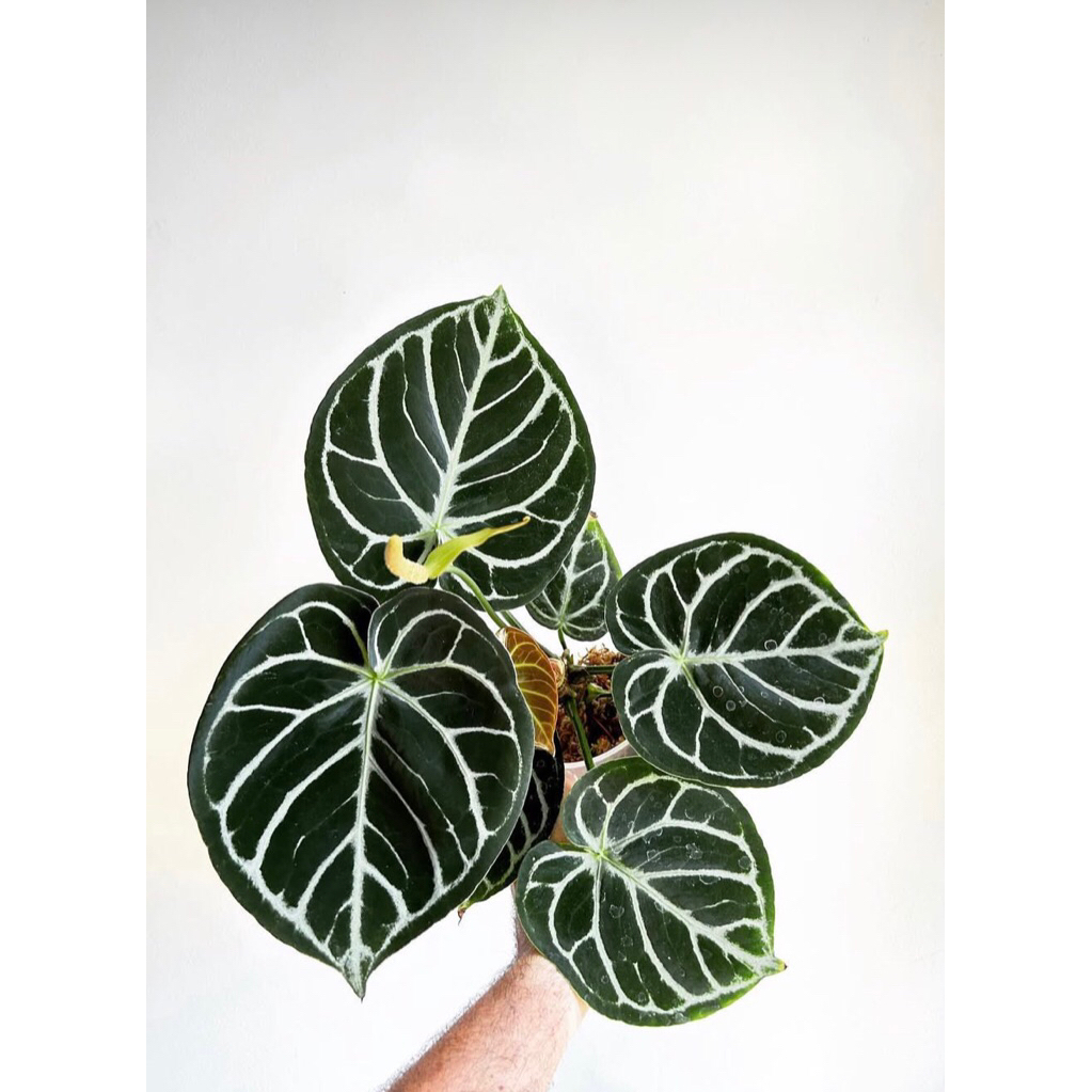 Anthurium Dorayaki silver Blush Baby - Tanaman Hias Kuping Gajah Dorayaki Silver Blush