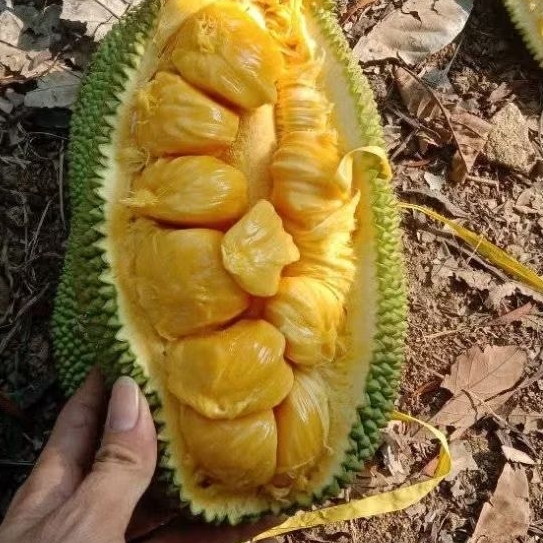 NANGKA CEMPEDAK PERBUAH