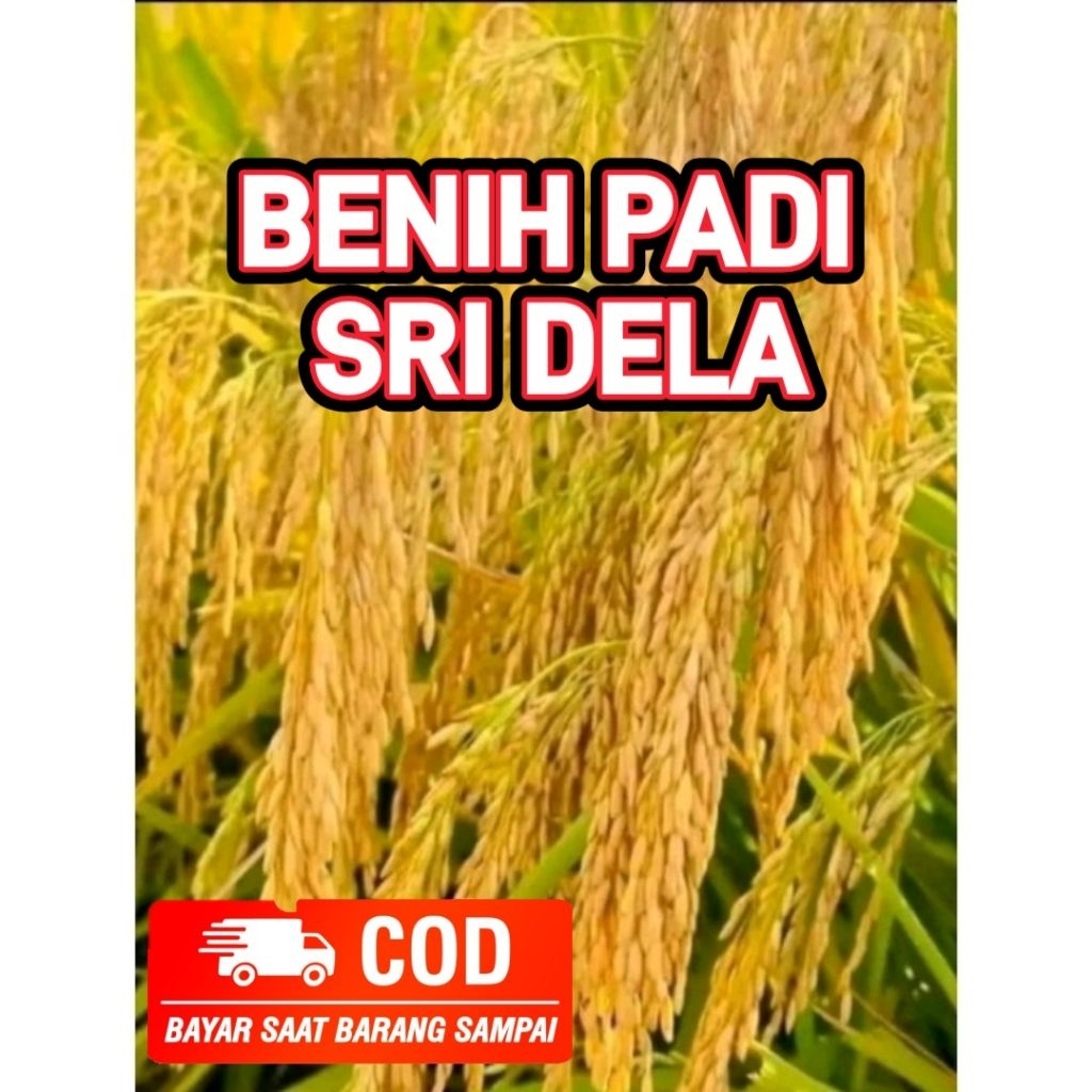BENIH PADI SRI DELA ORIGINAL KEMASAN 5KG