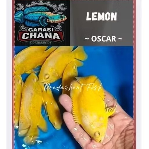 oscar paris lemon