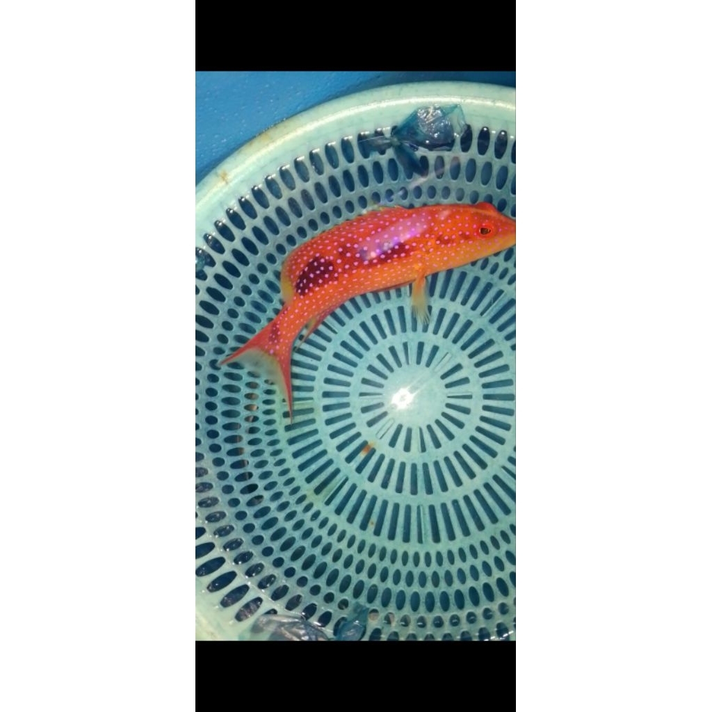 ikan hias laut kerapu ekor gunting L