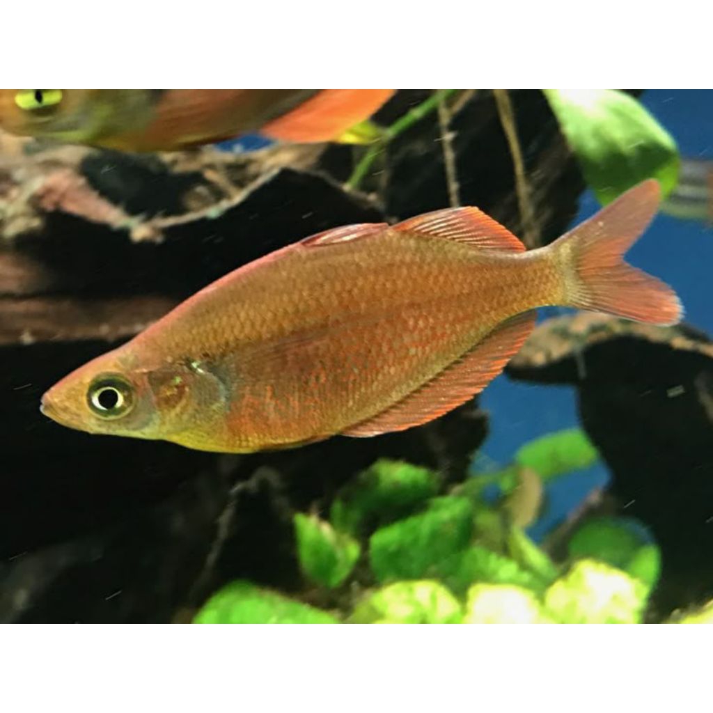 ikan rainbow merah bahan top grade