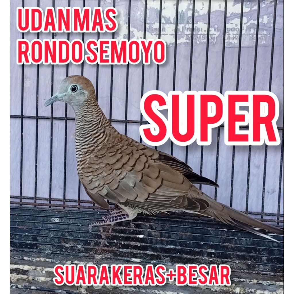 perkutut alam 2katuranggan:super UDAN MAS+RONDO SEMOYO