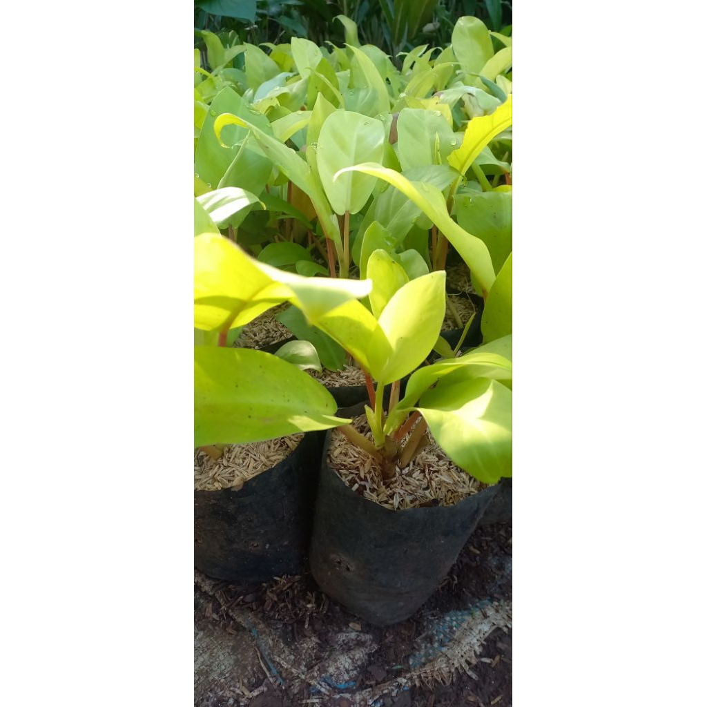 Pohon Hias Untuk Hiasan Rumah