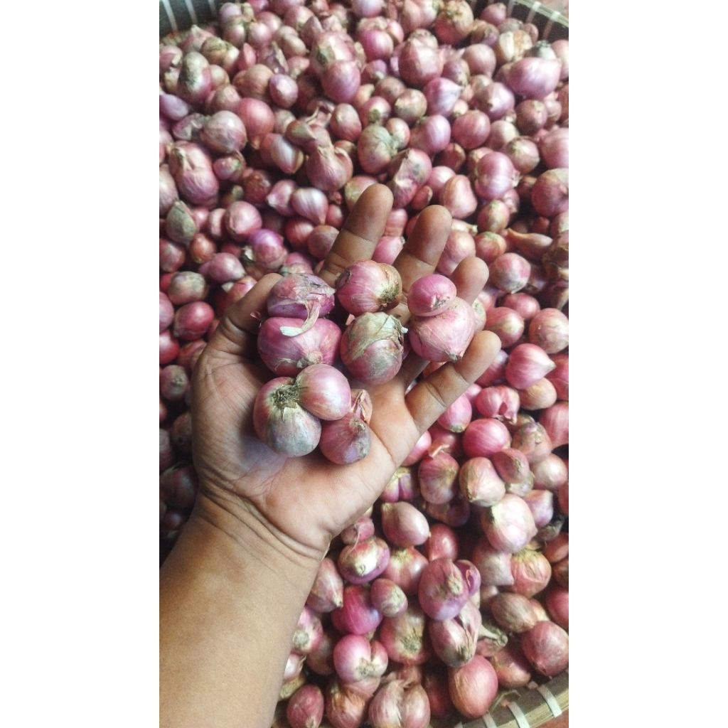 Bawang Merah Bima 1 Kg