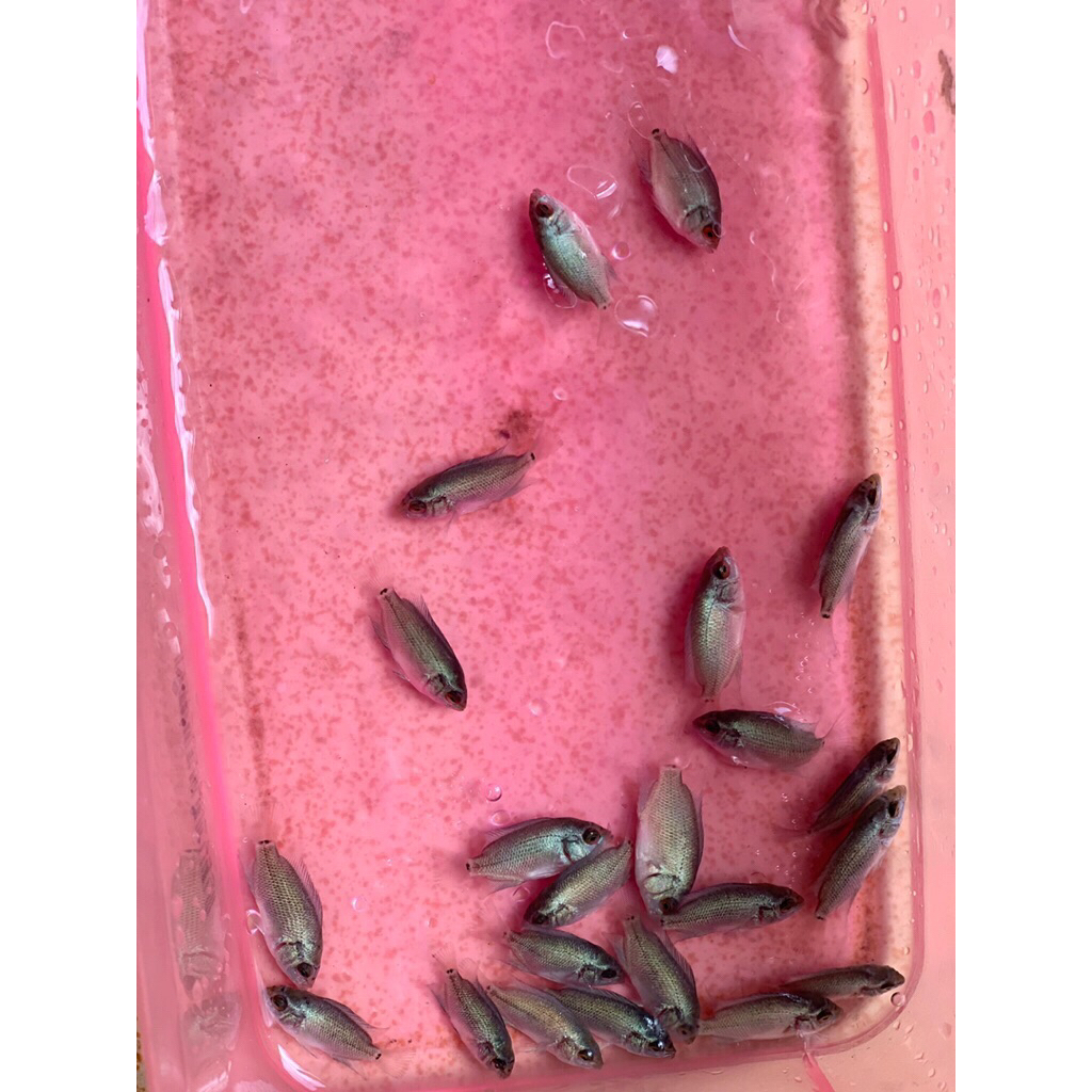 Burayak louhan Thaislik Kamfa F2