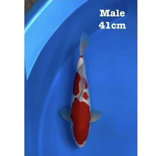 koi Kohaku doitsu size 41cm Male merah