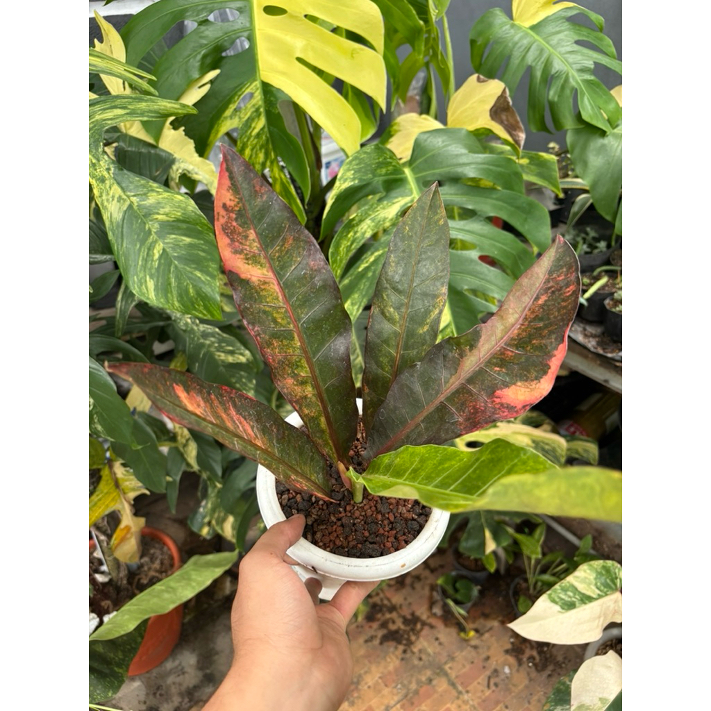ANTHURIUM LIDAH API VARIEGATA RED /HOKERI RED