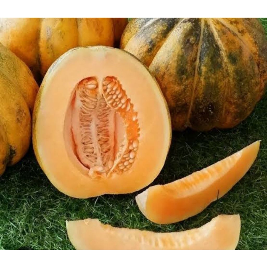 BIBIT BLEWAH BENIH BLEWAH BERKUALITAS TERBAIK