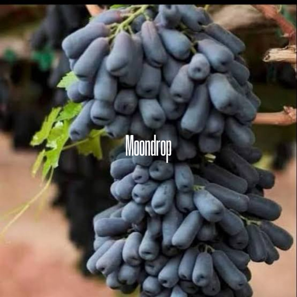 Bibit Anggur Moondrop