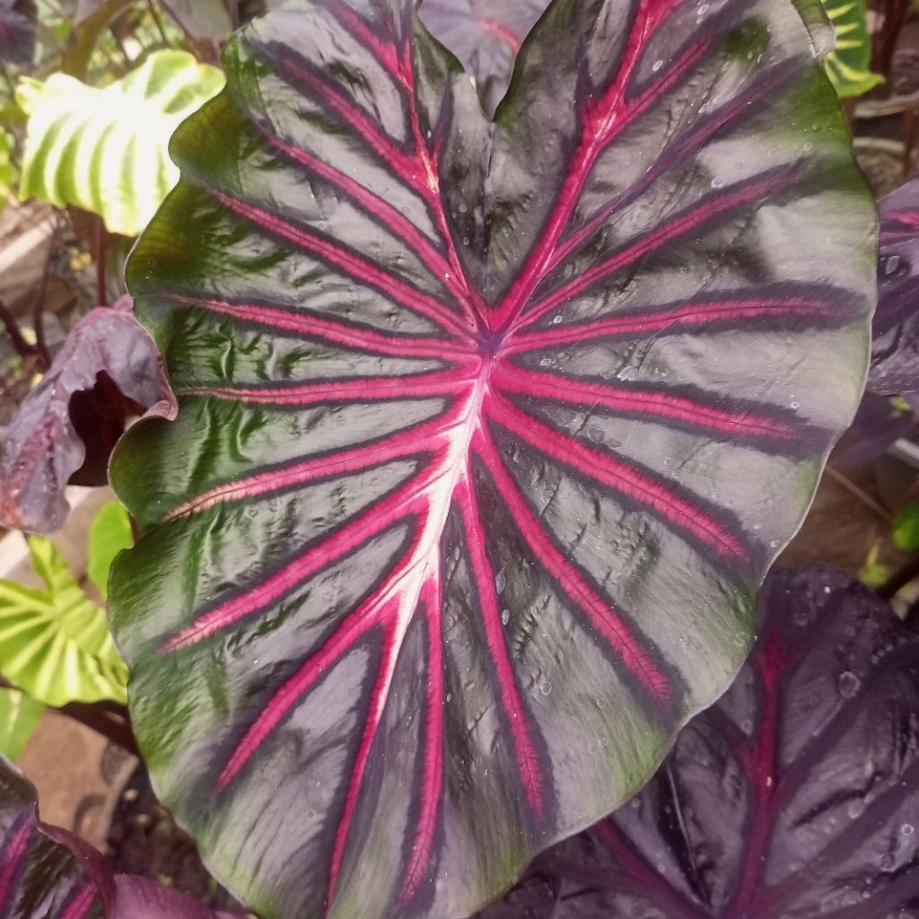 colocasia the king (size anakan)