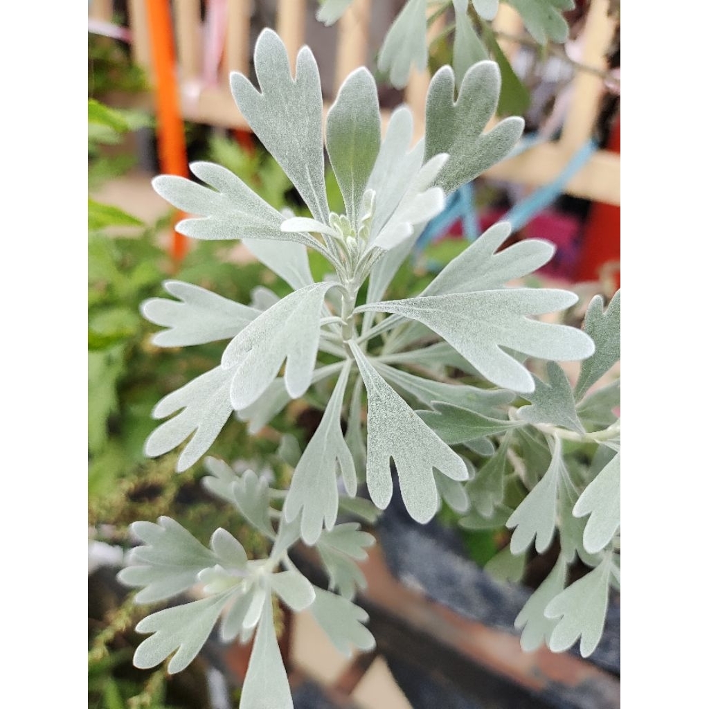 Tanaman Puyong / Tanaman Wormwood Cina Hidup – Herbal Alami & Tanaman Hias Unik