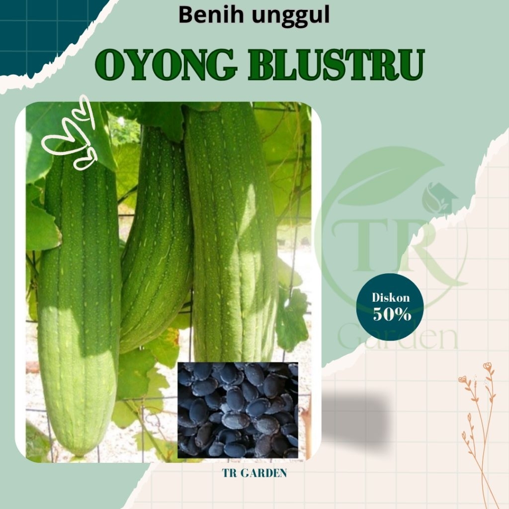 ( 250 biji ) Benih Oyong Blustru | Oyong Taiwan unggul | Murah