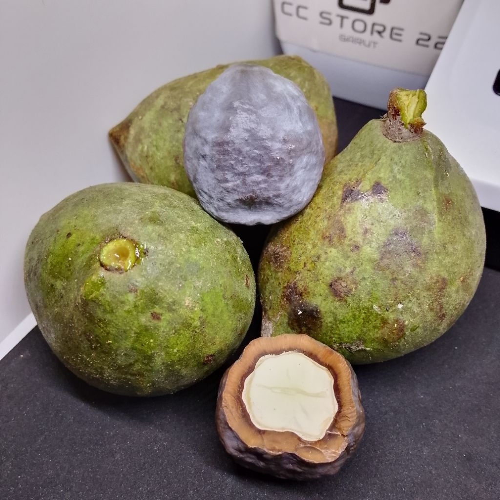Muncang Adu JAYANTI BUAH CANGKLONG