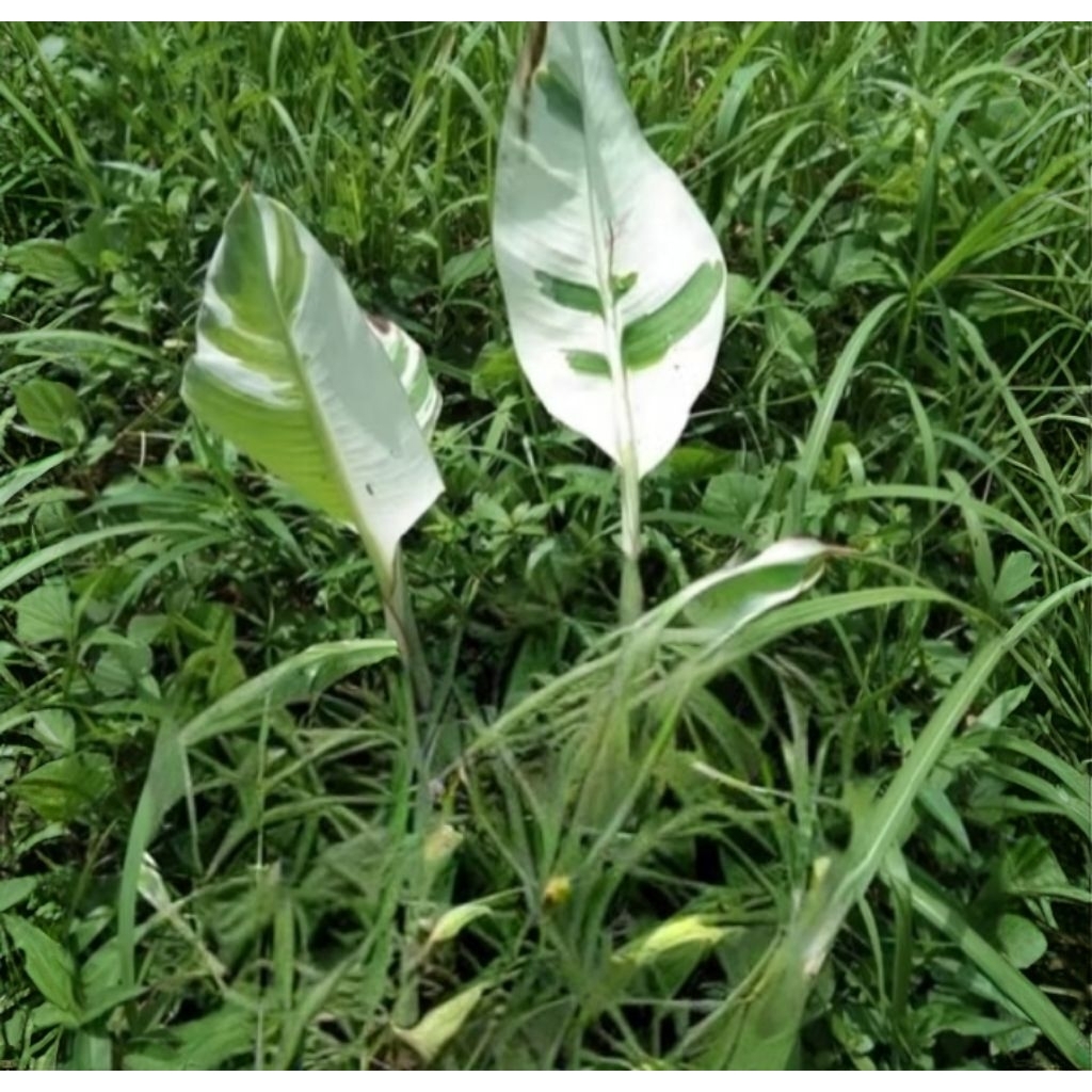 bibit pisang varigata