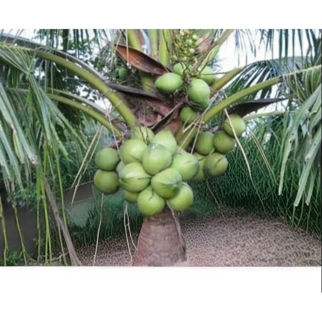 bibit kelapa genjah entok super genjah