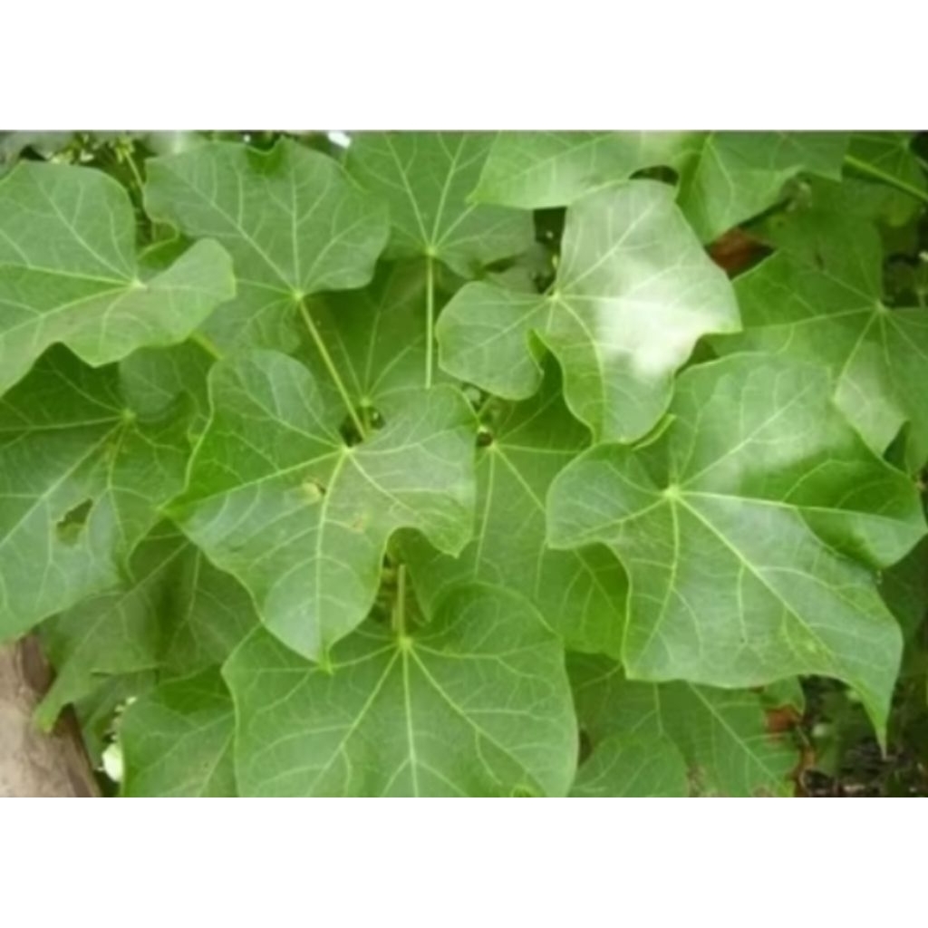 Daun jarak cina obat gatal