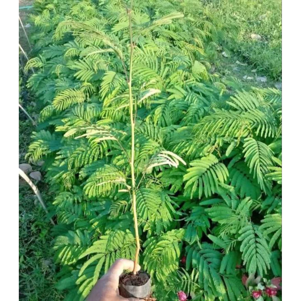 Bibit Tanaman Kaliandra Merah Pakan Ternak