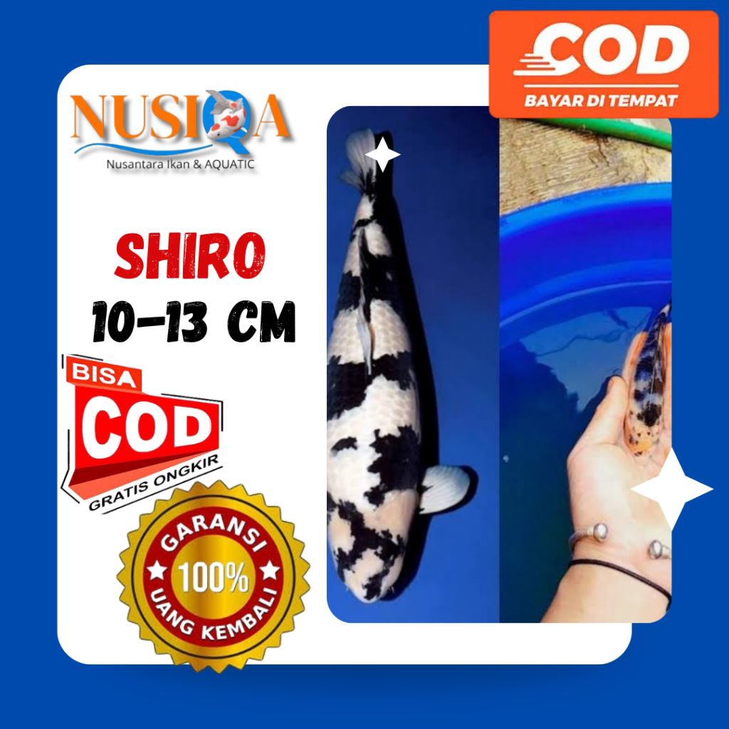KOI SHIRO | Ikan Koi Shiro Size 10-12cm | NUSIQA KOI | Kirim Instan/Sameday