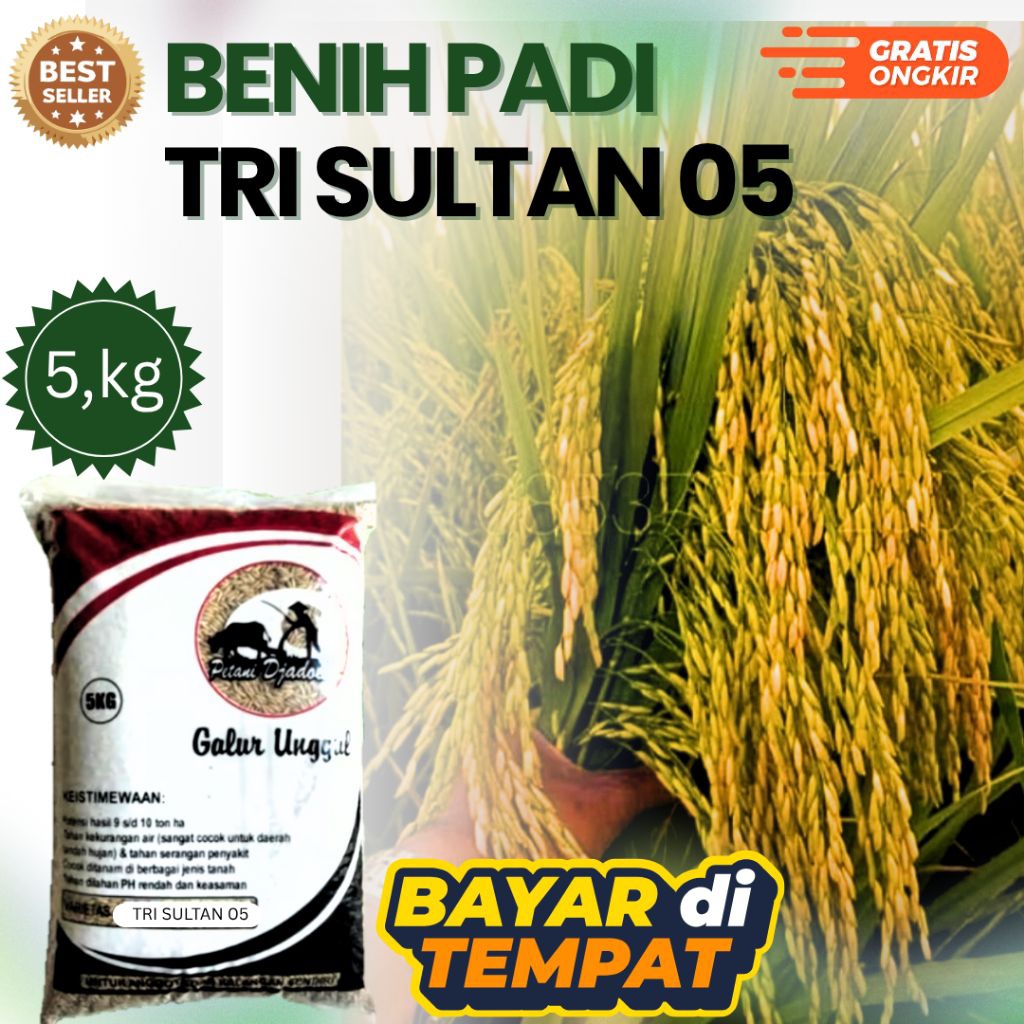 BENIH PADI TRI SULTAN 05 KEMASAN 5 kg BENIH PADI SUPER GENJAH ORIGINAL